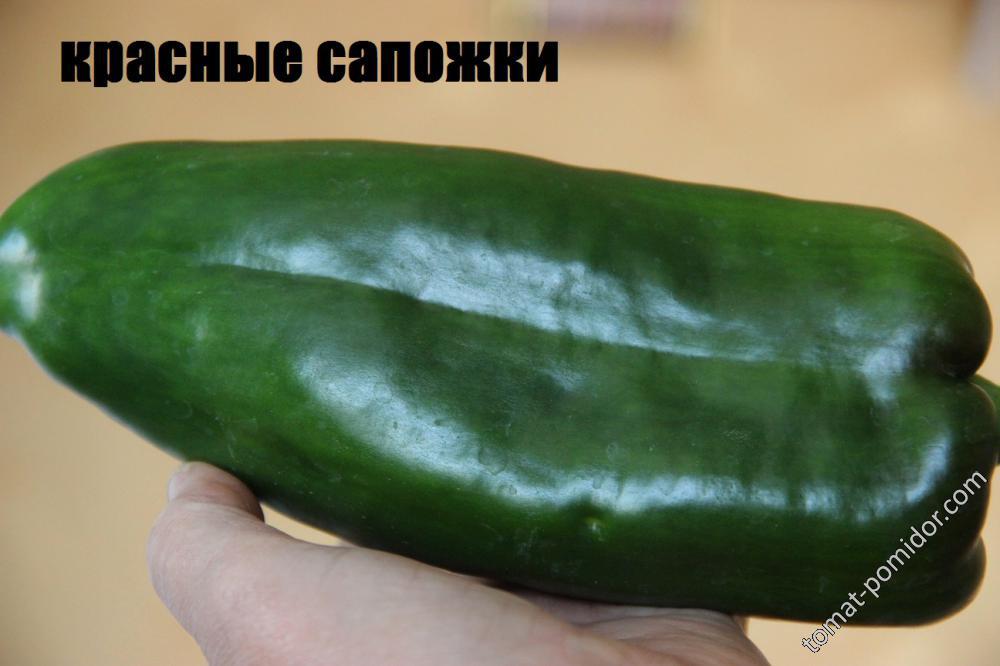 КРАСНЫЕ САПОЖКИ