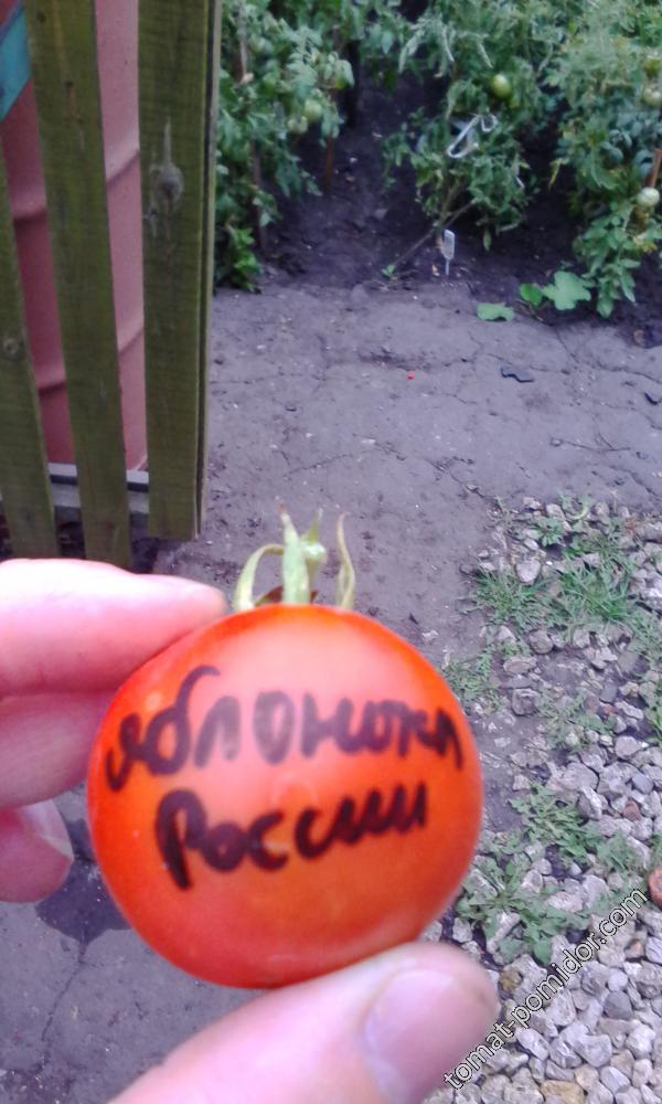 Яблонька России ( все фото получились немного меньше, так как приближать смартфон к томатам не стоит