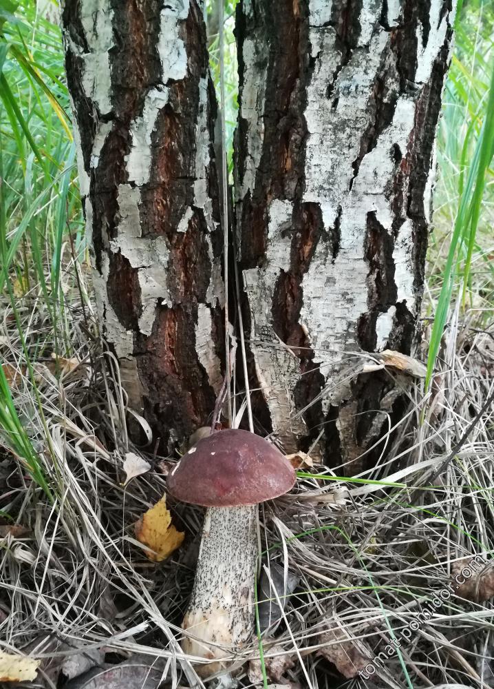 Грибы 5.09.17г. (В полесках)