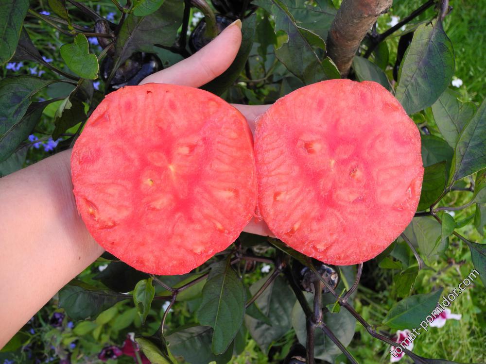 Знаменитая клубника миссис Шлаубах (Mrs. Schlaubaugh’s Famous Strawberry)