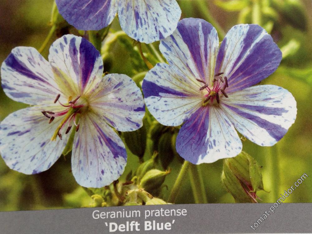 Герань Delft Blue