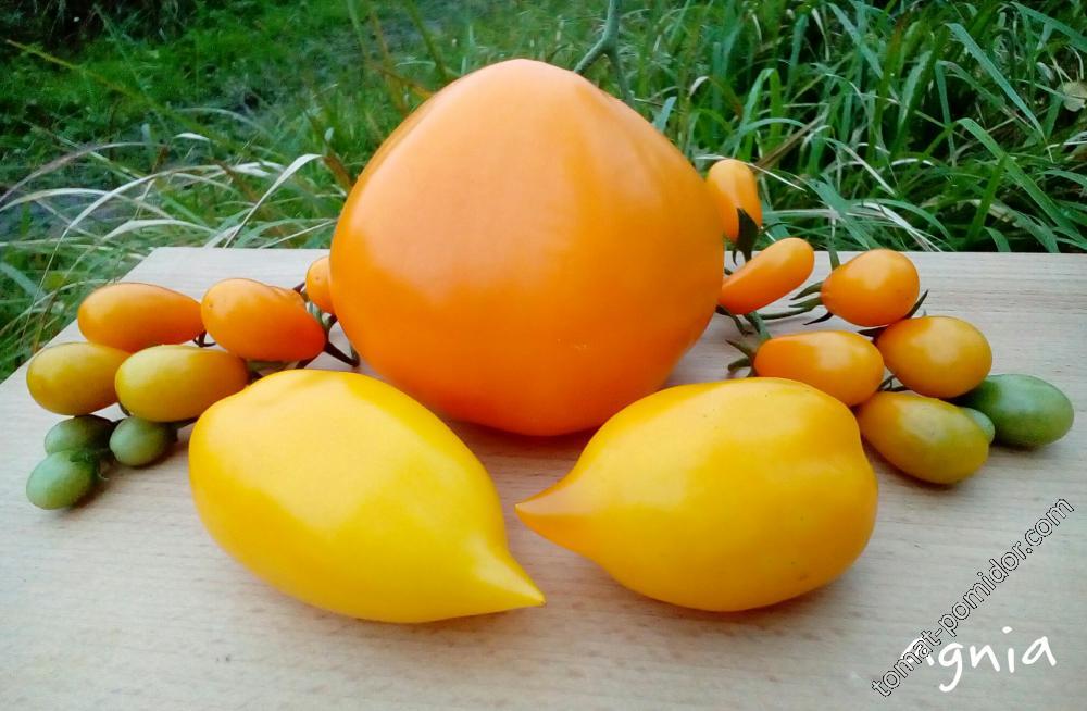 Оранжевое лето. Медовый Спас в кружевах из Pera Naranja,  снизу Золотой дожь и Чудо Света