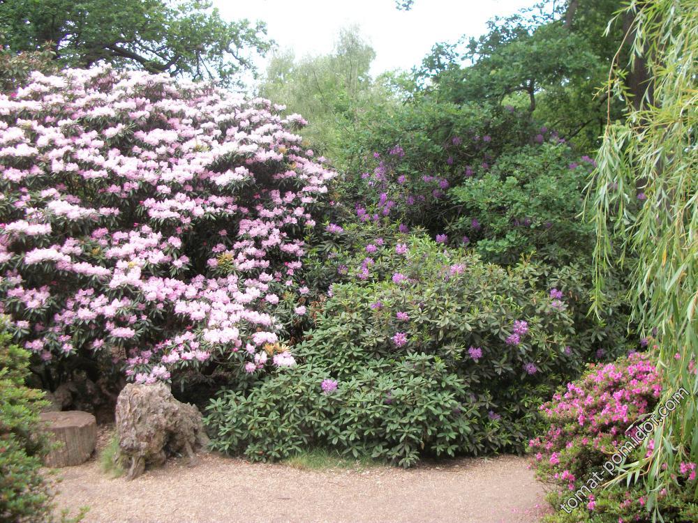 Isabella Plantation