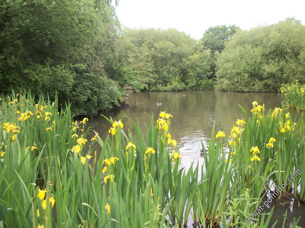 Isabella Plantation