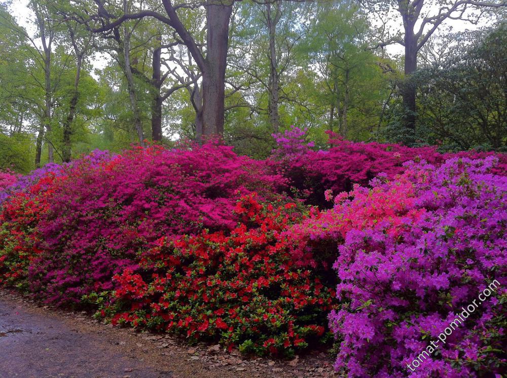 Isabella Plantation