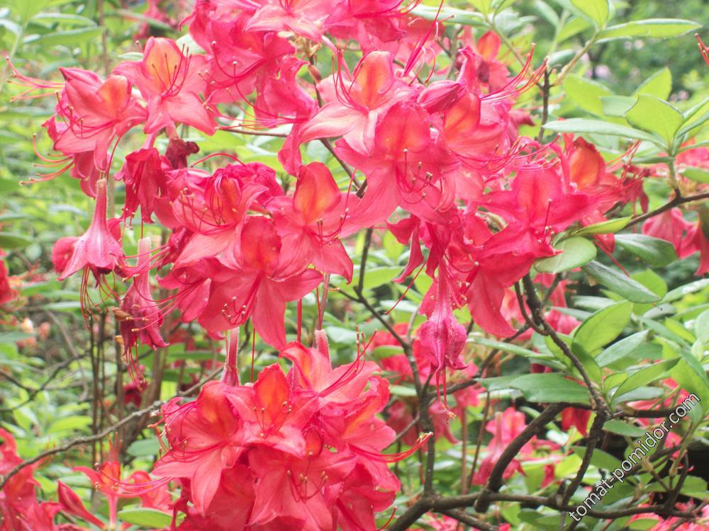 азалии и рододендроны Isabella Plantation