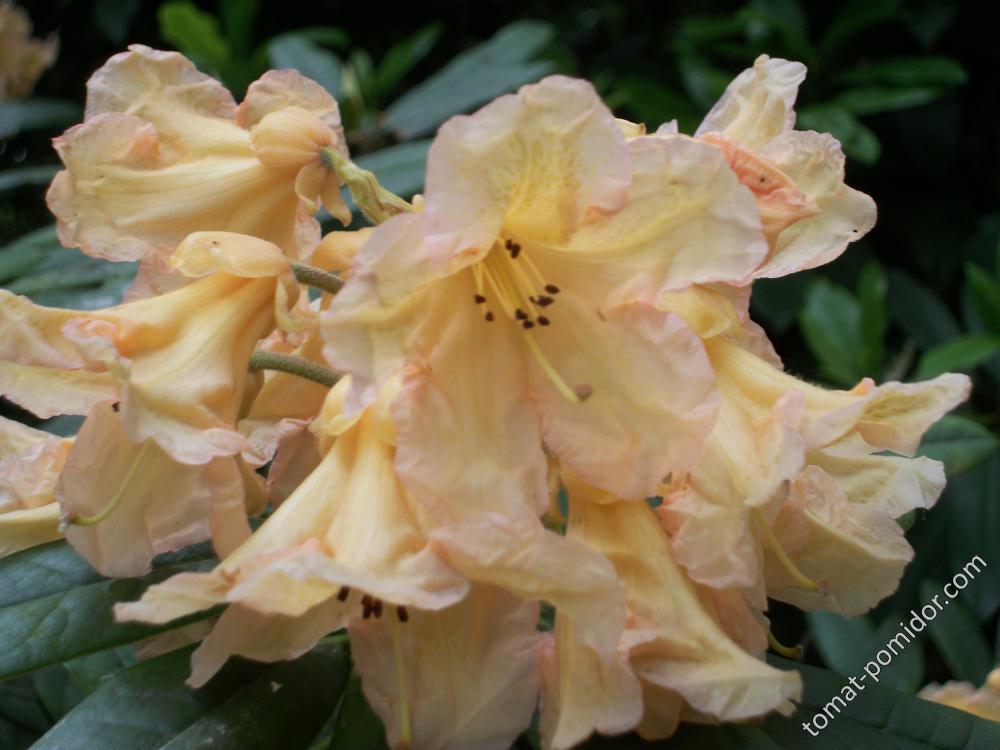 азалии и рододендроны Isabella Plantation