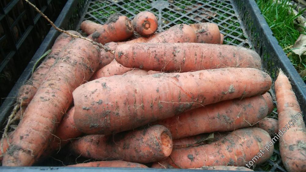 Морковь Дордонь - изрядн подъели