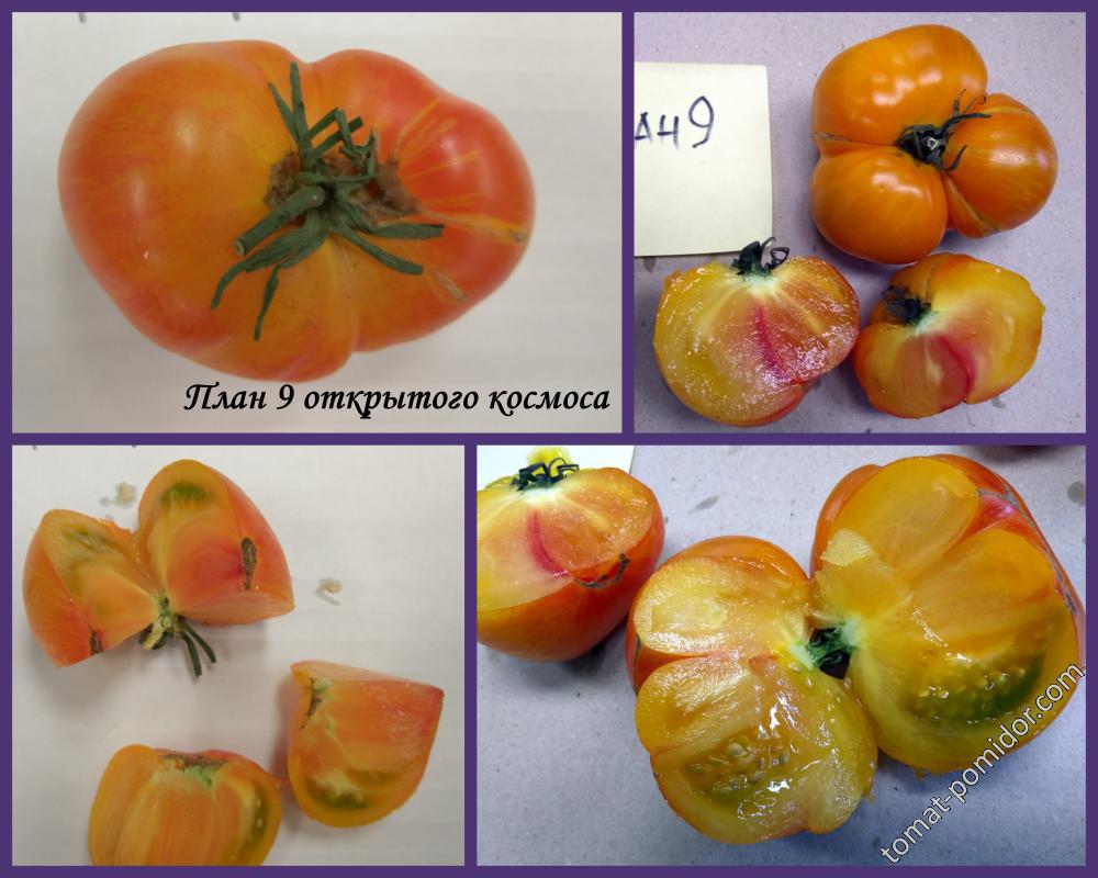 Томат план 9 из открытого космоса характеристика и описание
