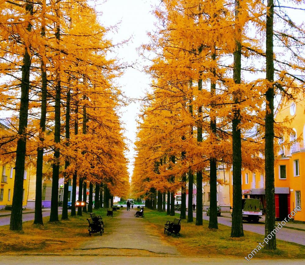 Осень в городе