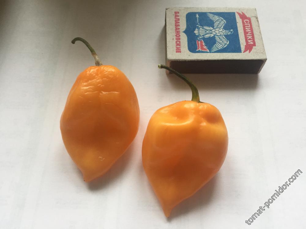 Habanero peach