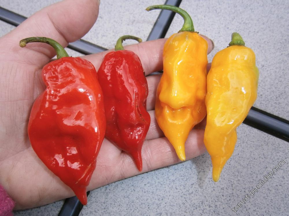 Bhut Jolokia Red