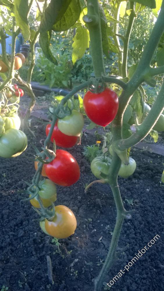 Tomatoberry