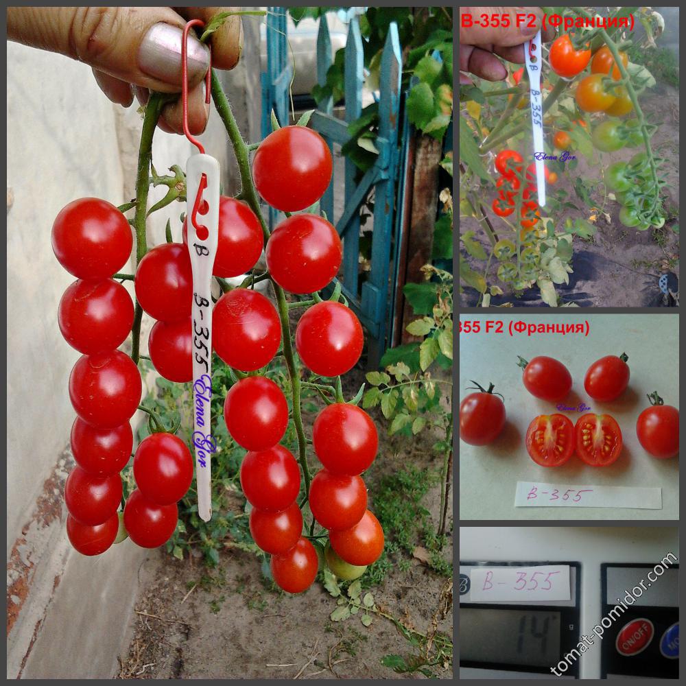 сладкая гроздь томат описание сорта фото