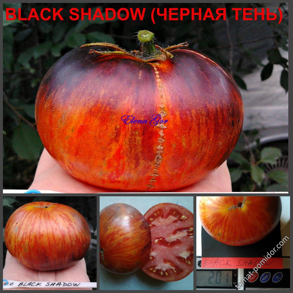 BLACK SHADOW (ЧЕРНАЯ ТЕНЬ)