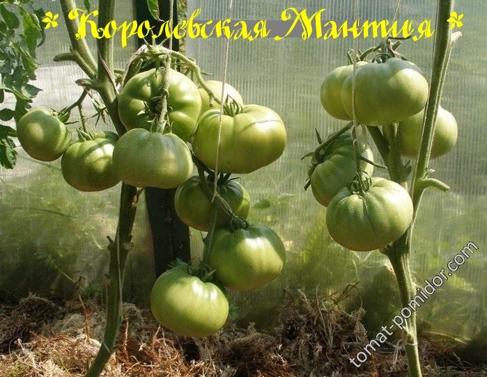 Королевская Мантия