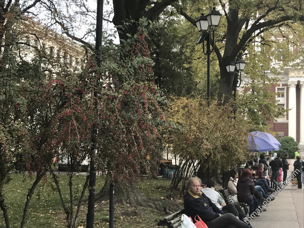 сквер перед театром, кизиловые кусты