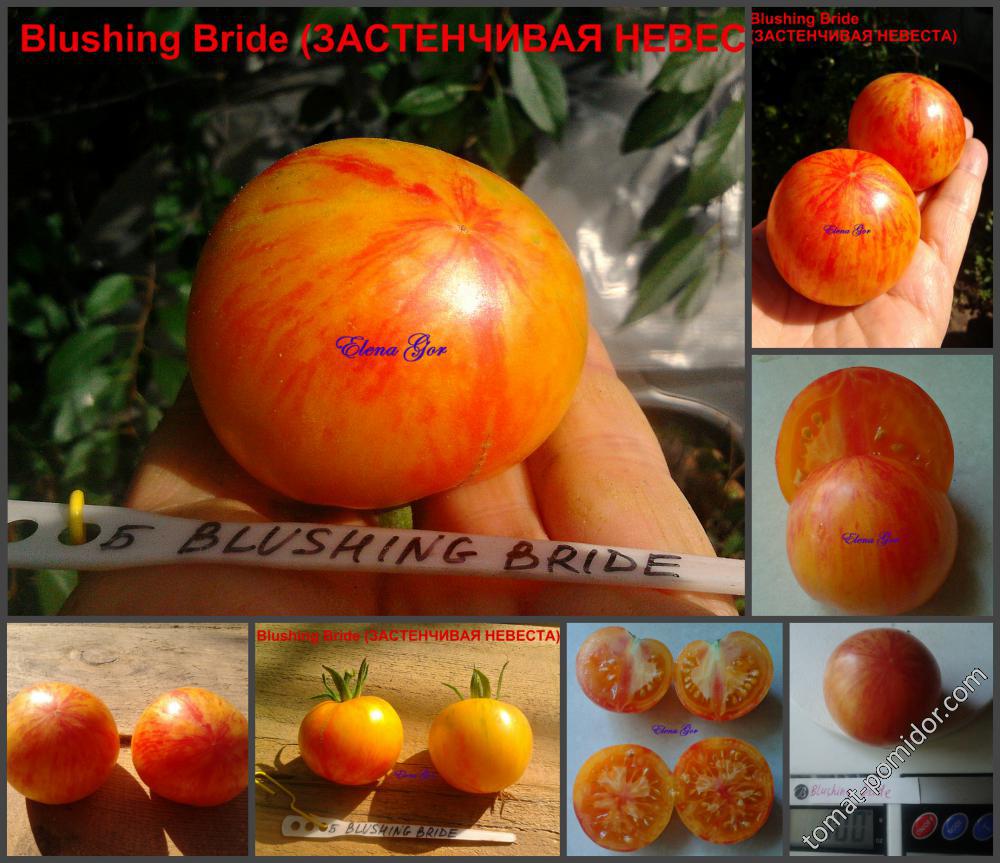 Застенчивая невеста томат описание и фото