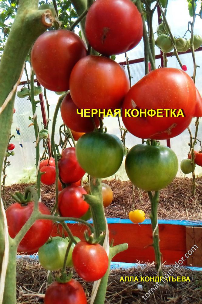 ЧЕРНАЯ КОНФЕТКА