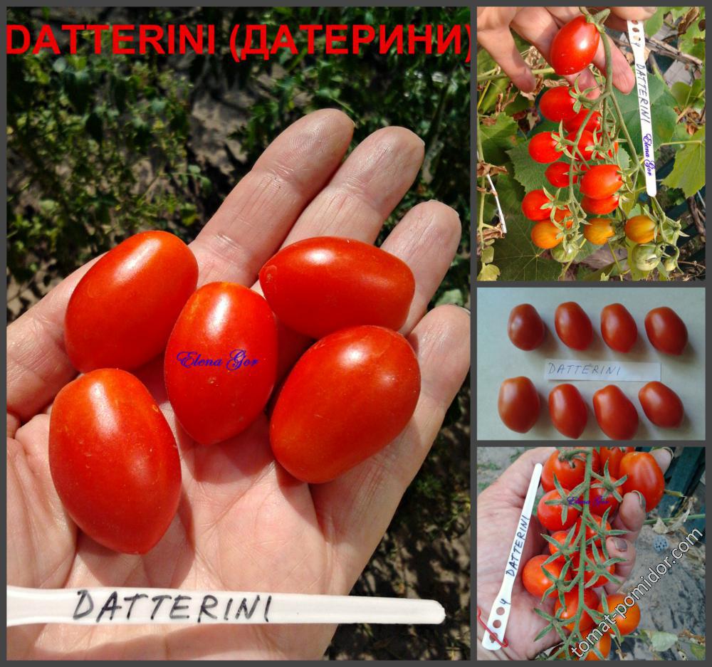 DATTERINI (ДАТЕРИНИ)