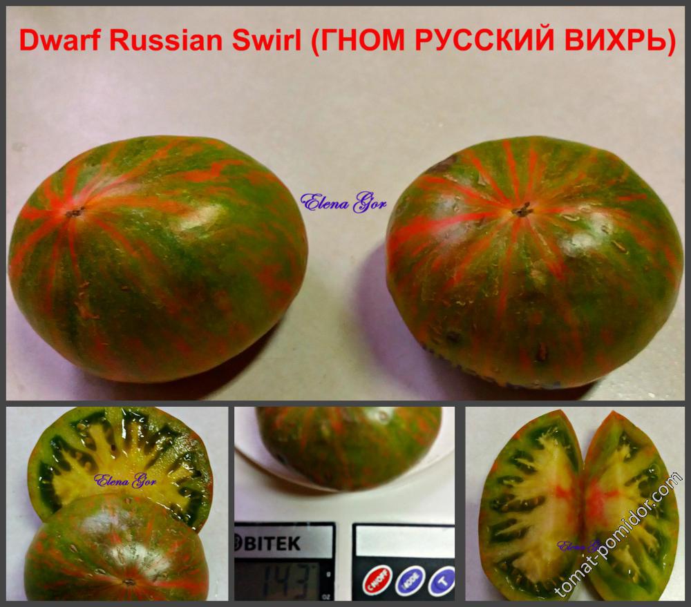 Dwarf Russian Swirl (ГНОМ РУССКИЙ ВИХРЬ)