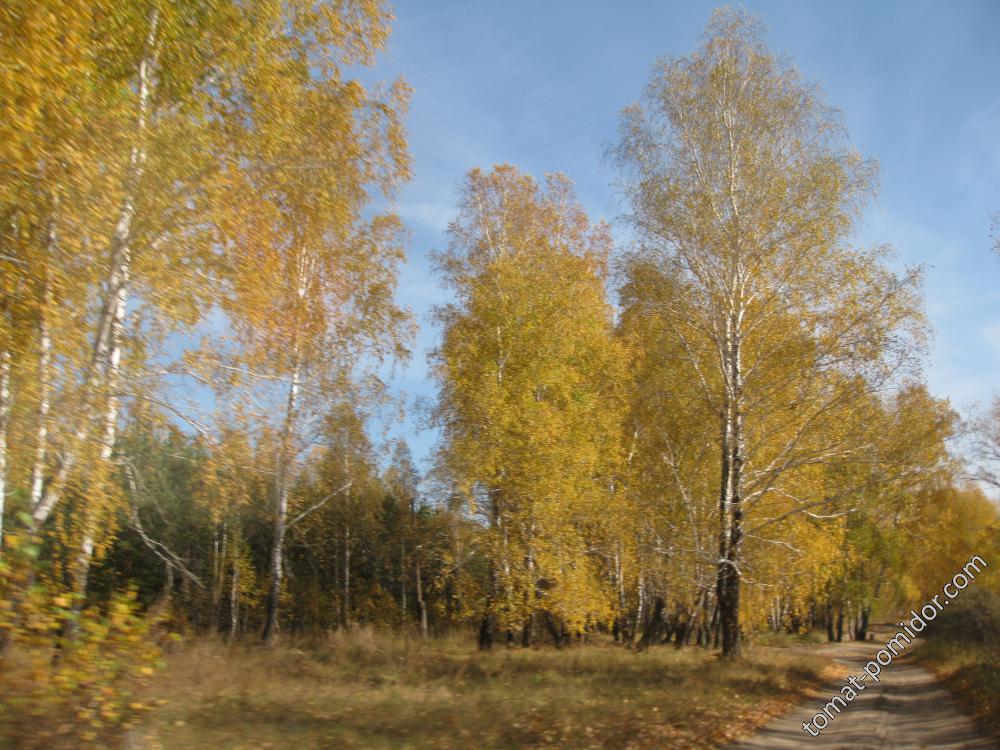 осень золотая.