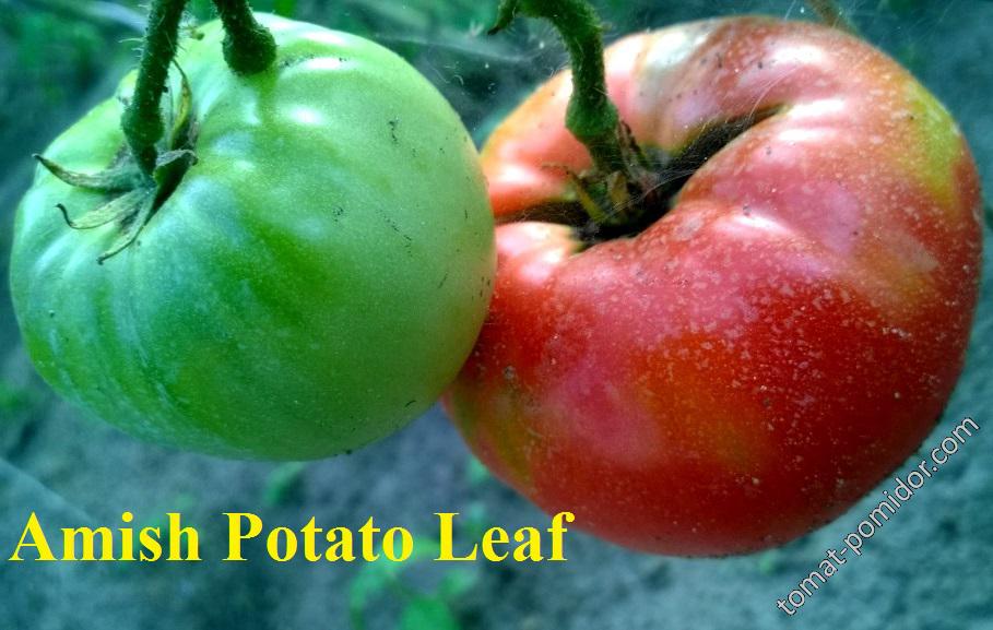 Amish Potato Leaf