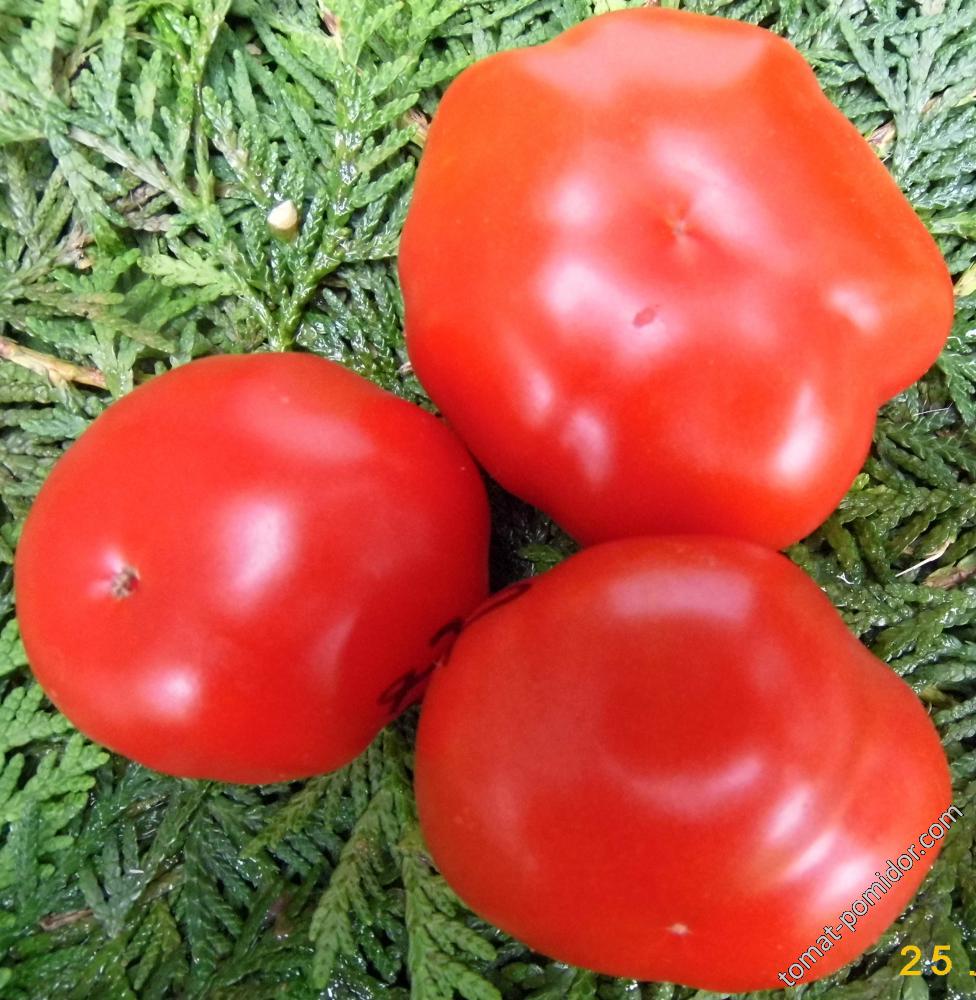 Выращивание томата красным красно. Томат Shaker's large Red (большой красный шейкер). Томат красный шар. Томат красный бархат. Краб красный томат.