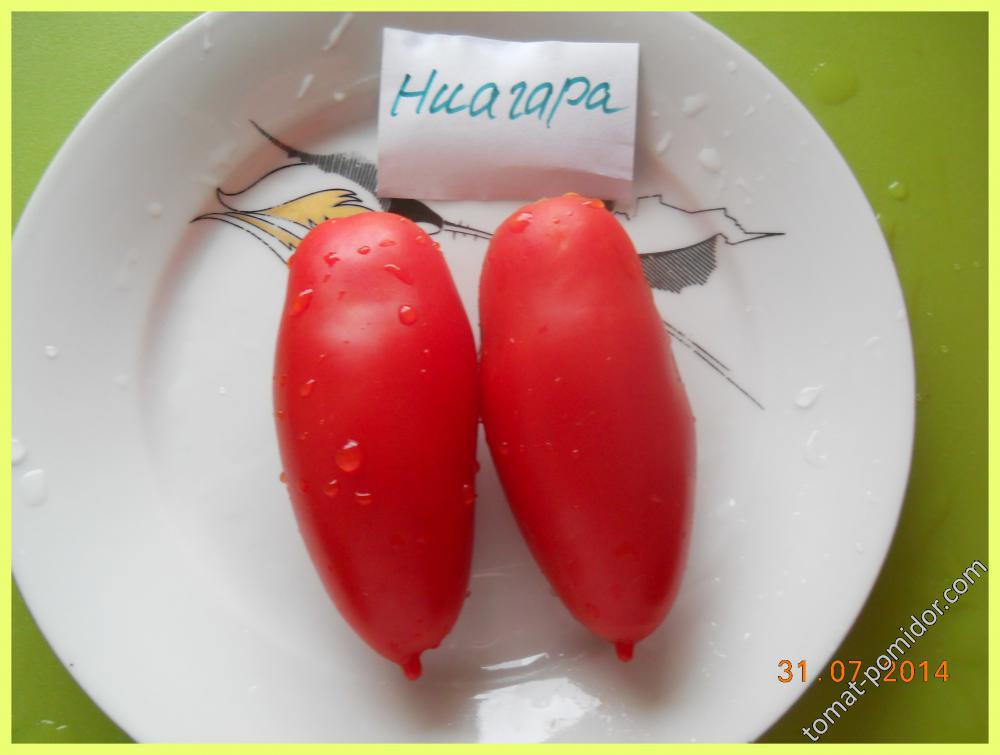 сорта томатов 2014 год