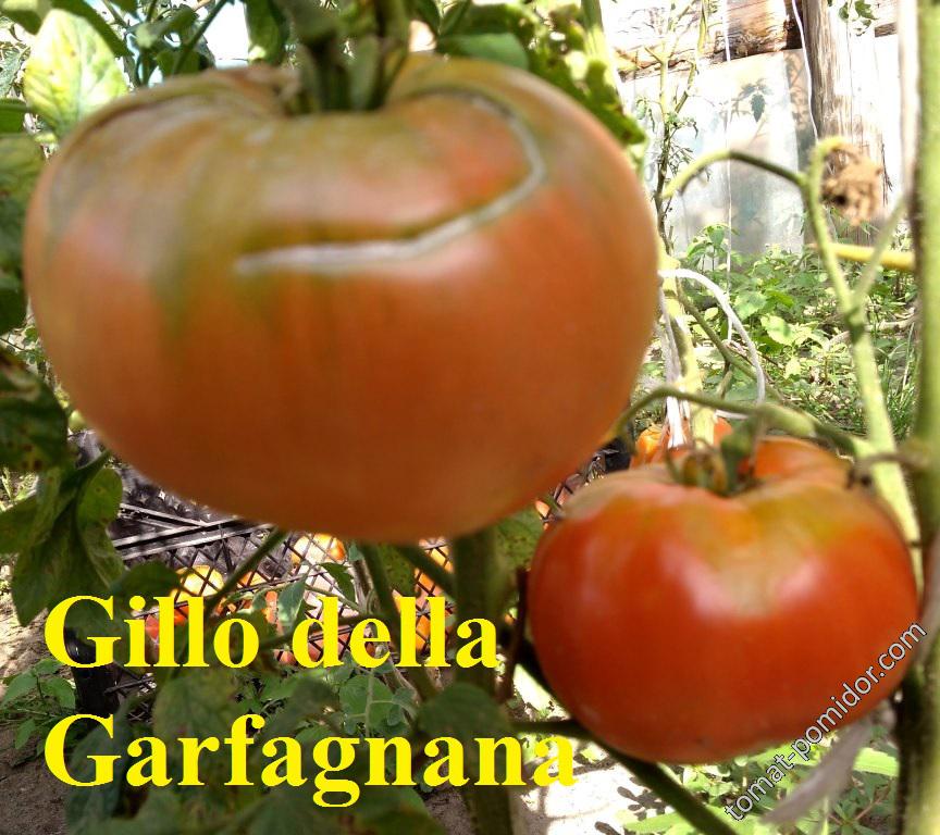 Gillo della Garfagnana