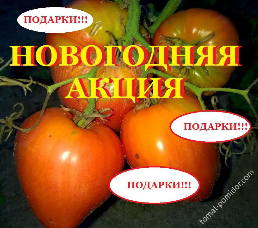 Новогодняя акция!