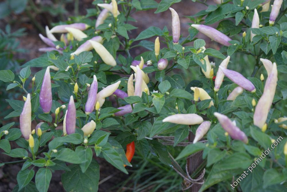 Aji Omnicolor