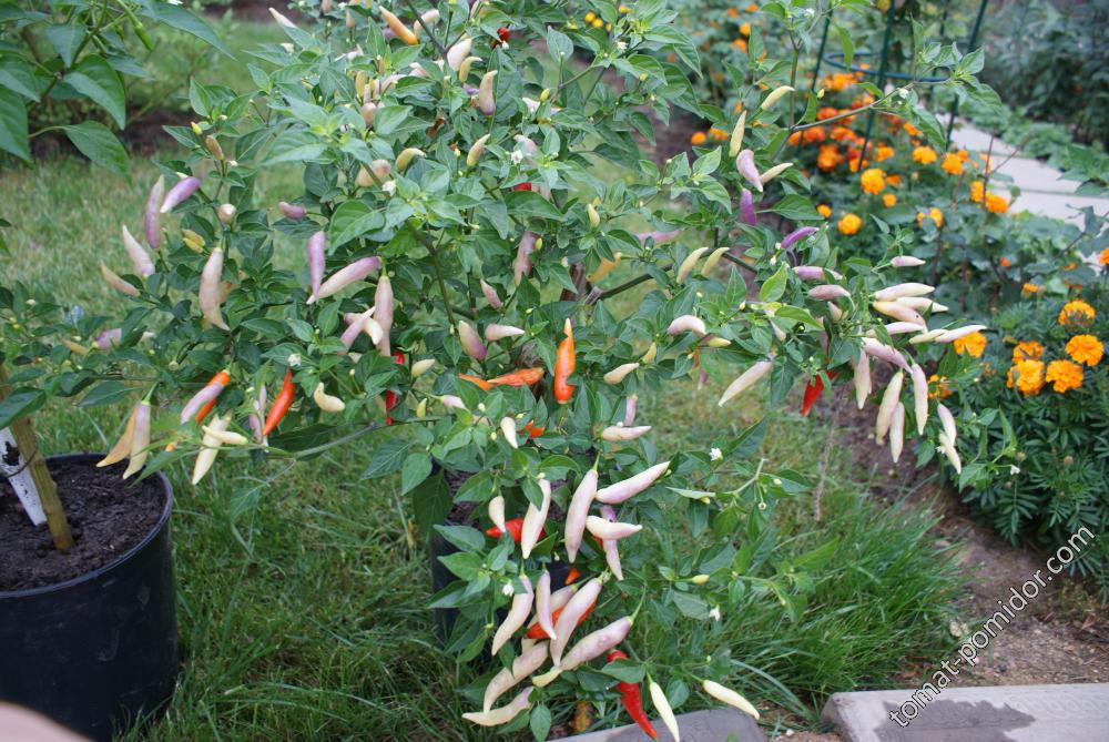 Aji Omnicolor