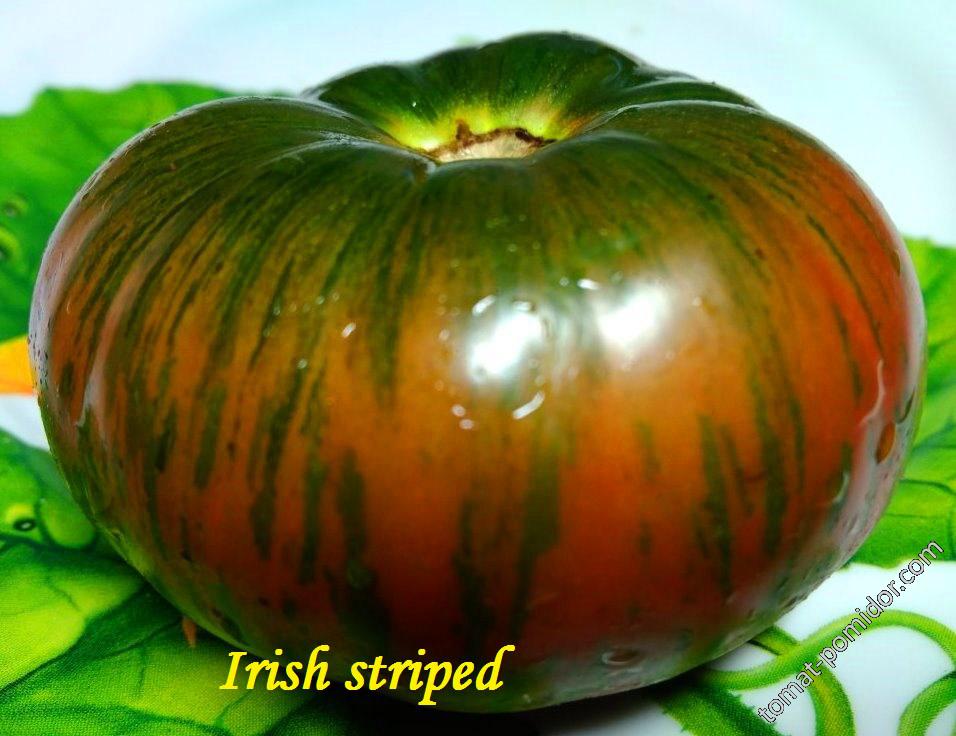 Irish striped