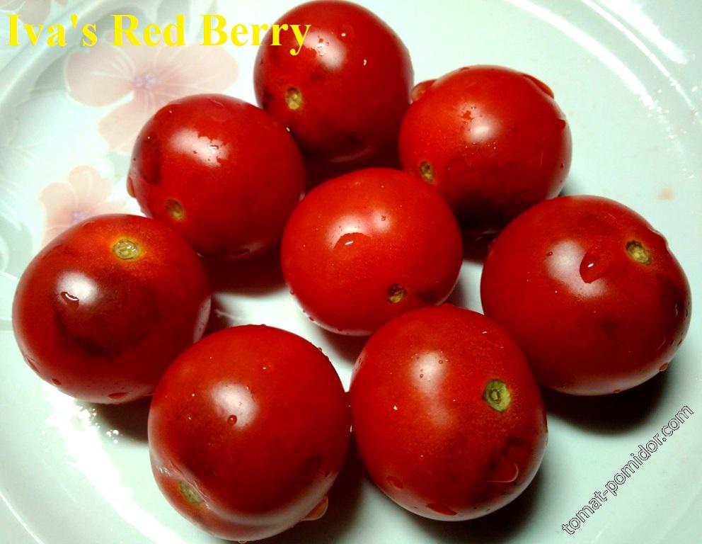 Iva s Red Berry blue
