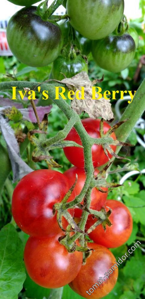 Iva s Red Berry blue