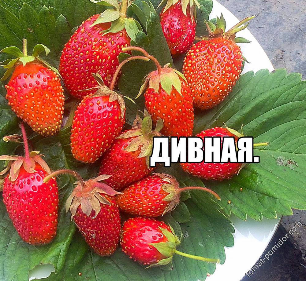 дивная