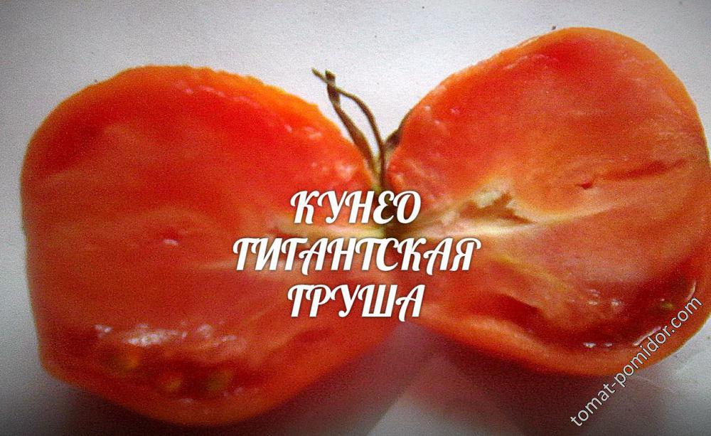 кунео-гигантскя груша