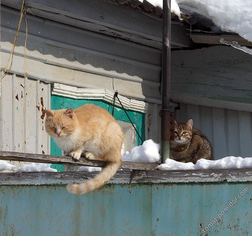 Мартовские коты