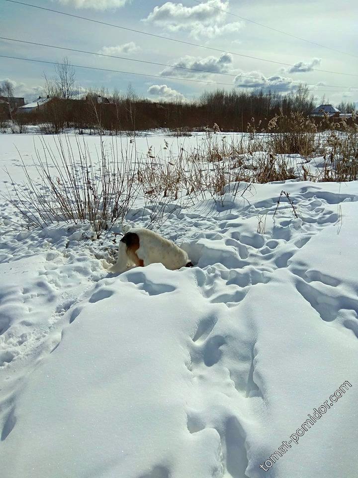 март, снег, весна 22.03.2018 г.