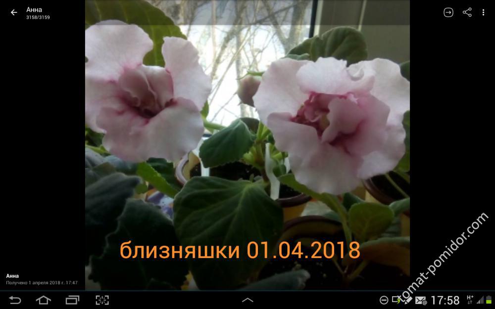 ещё одна глося зацвела 01.04.2018