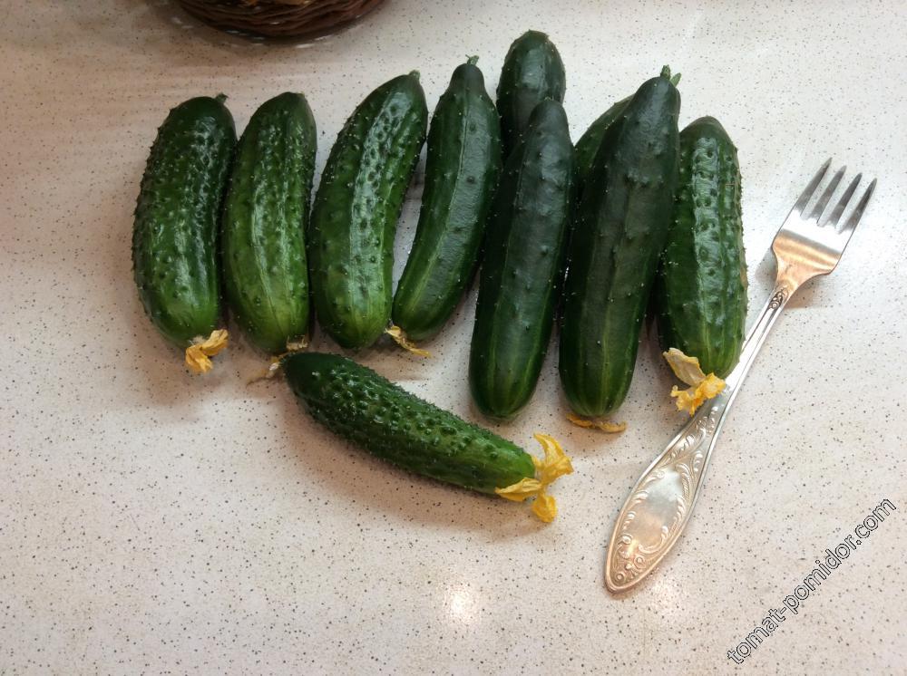 Победитель дегустации Берендей  🥒