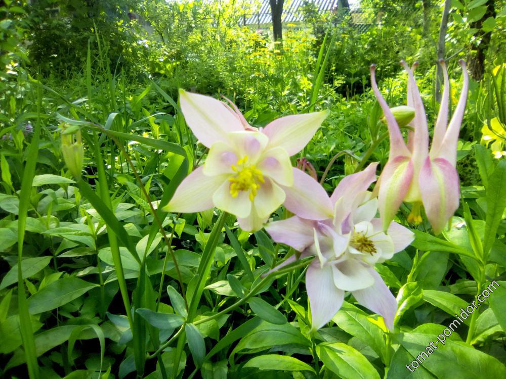 14.05.2018 г. Аквилегия