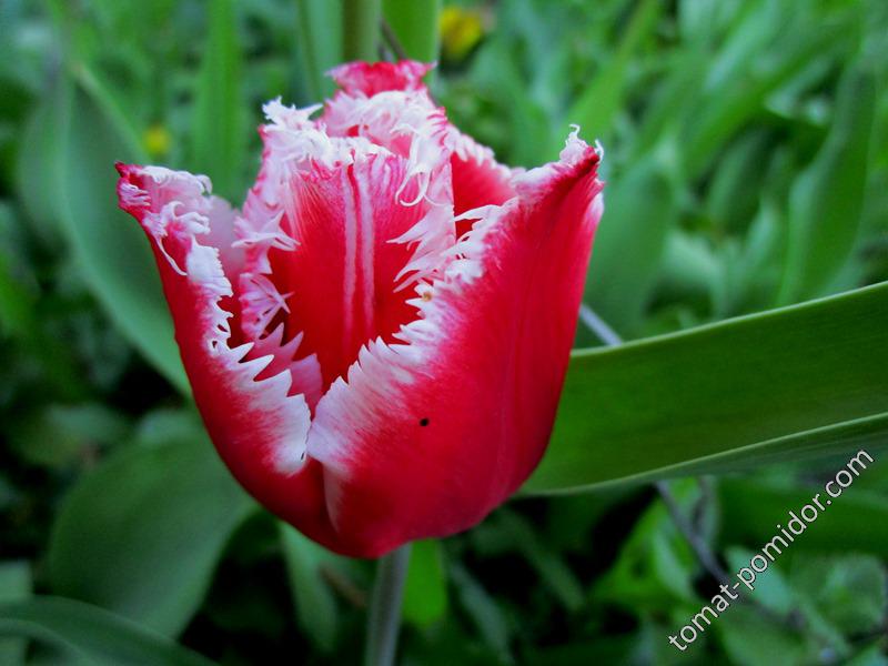 бахромчатый тюльпан 3