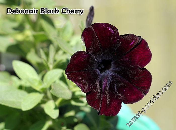 Debonair Black Cherry