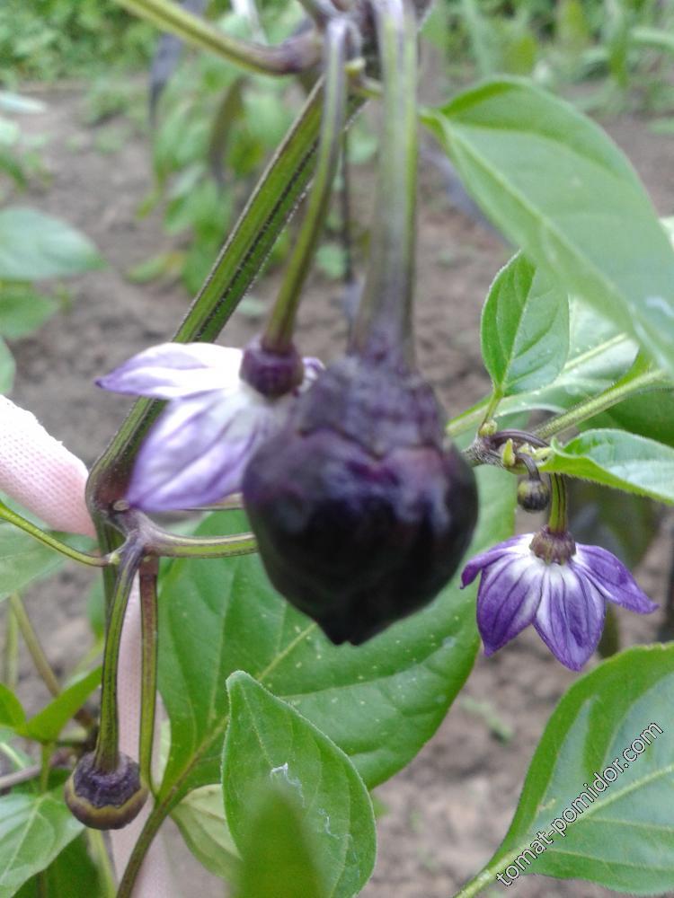 Purple UFO