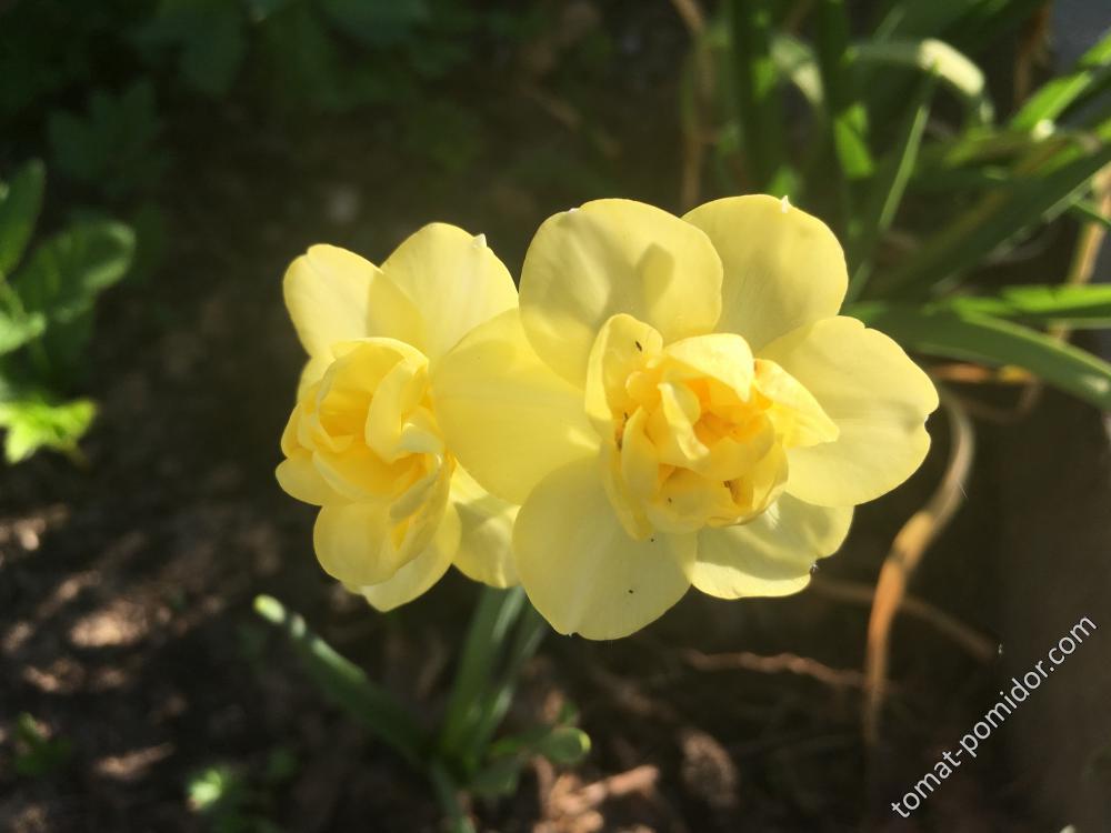 Yellow Cheerfulness