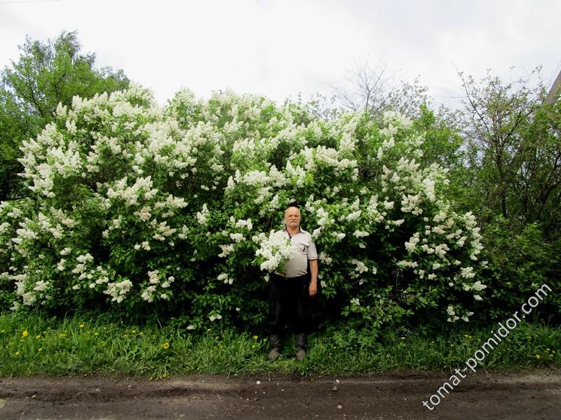 папа и сирень