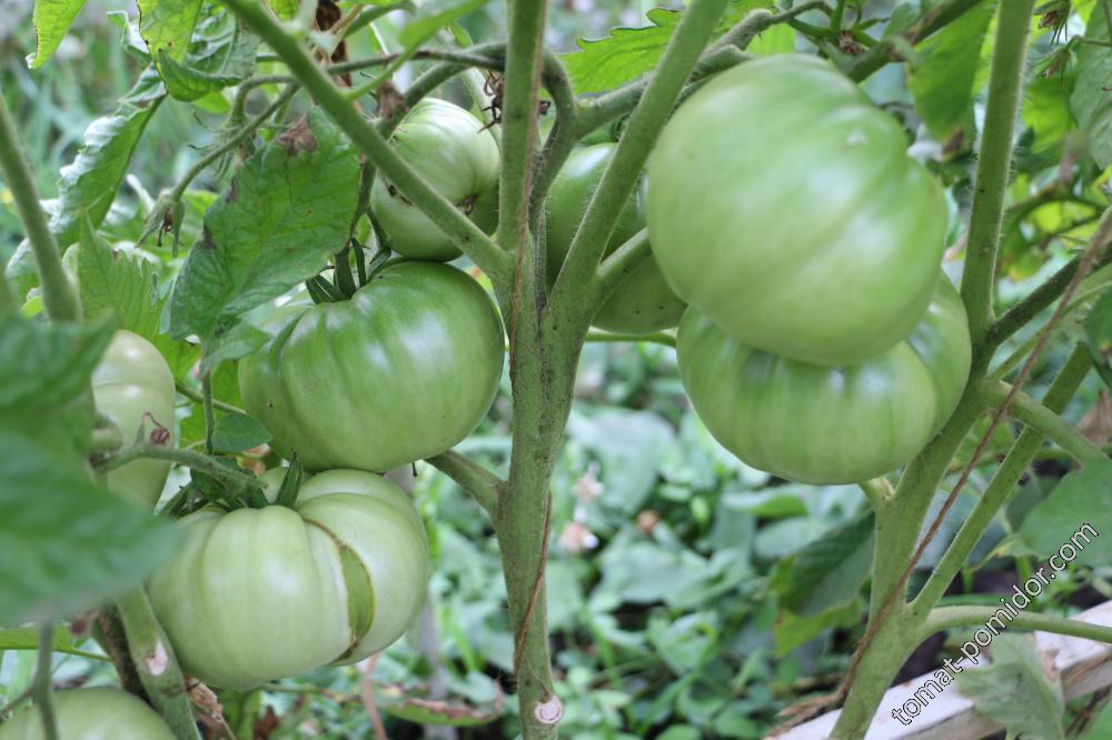 Big Red Iillinois Heirloom