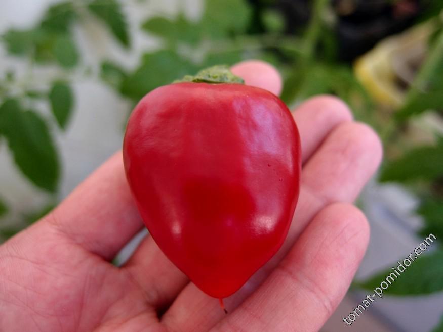 Früher Dickfleischiger